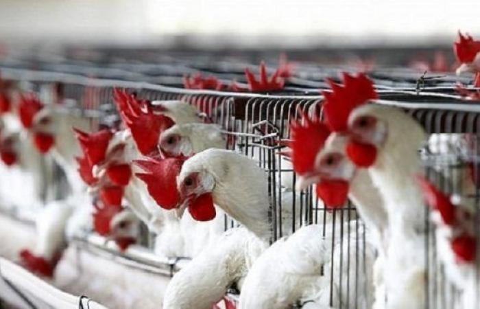 قرار وزاري بحظر استيراد الطيور من هولندا