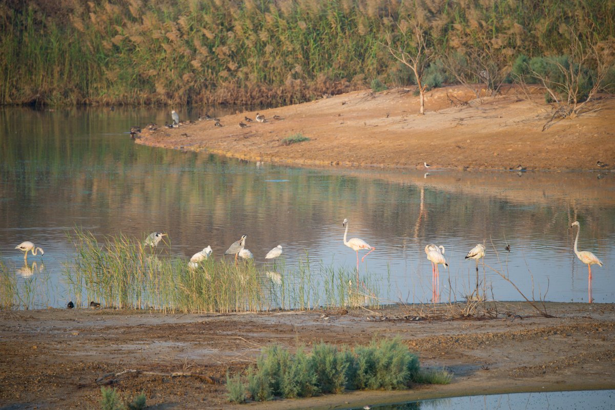 How Oman plans on conserving its wetlands ecosystem