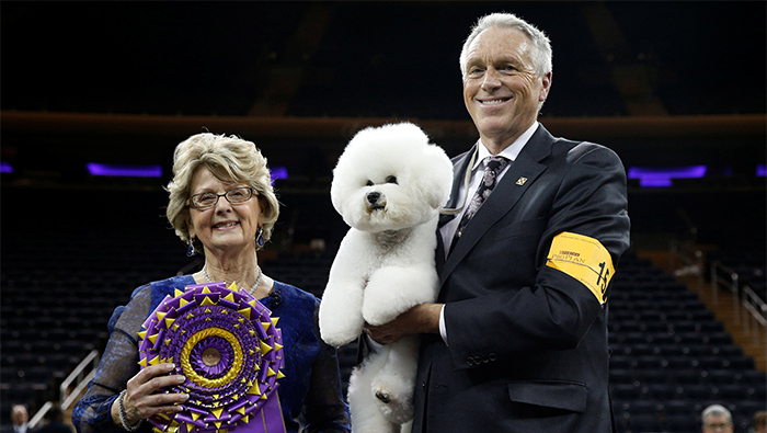 A bichon frise fetches top prize at Westminster Kennel Club Dog Show