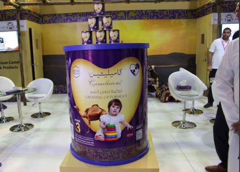 الإمارات.. إنتاج أول حليب إبل مخصص للأطفال
