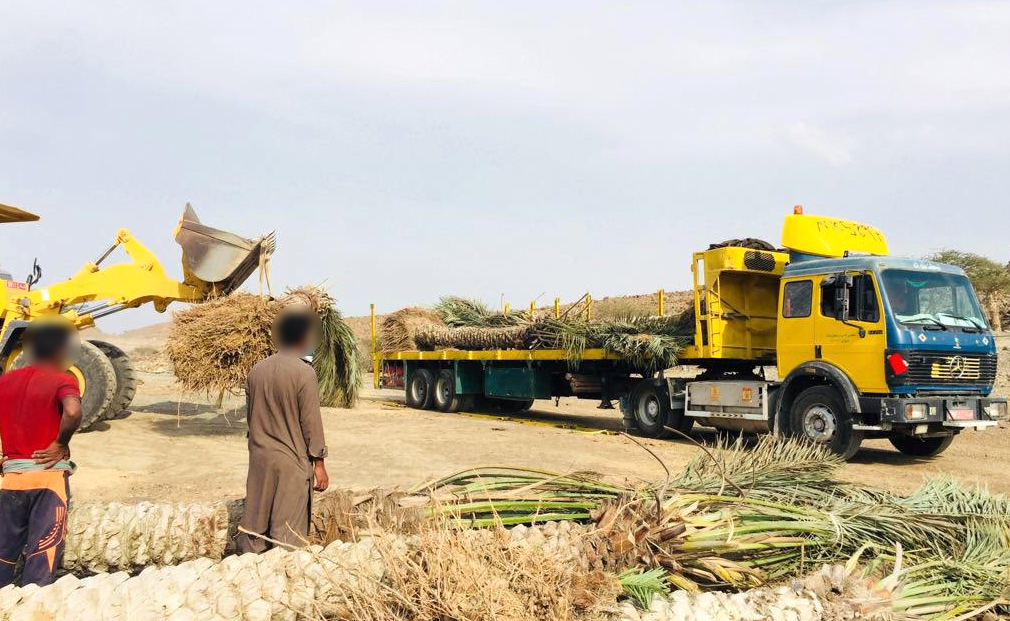 ضبط عدد من فسائل النخيل مصابة بحشرة السوسة