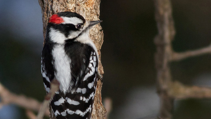 Woodpeckers show signs of potential brain damage