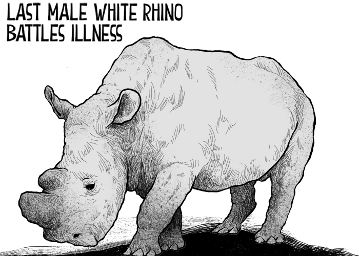 World's last male white rhino battles illness
