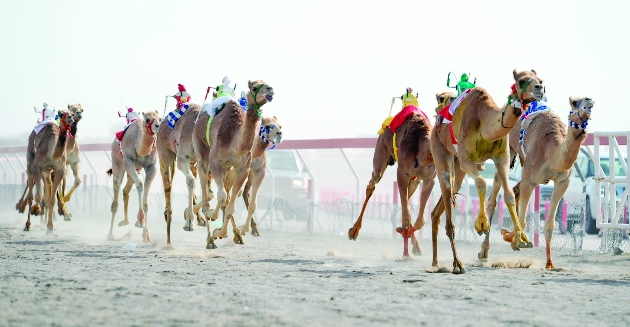 فعاليات مثيرة في السباق الختامي لكأس جلالته للهجن