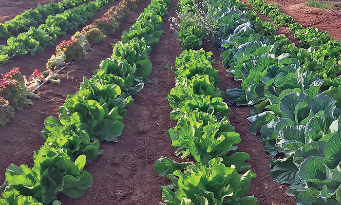 Oman’s organic farm receives international accreditation