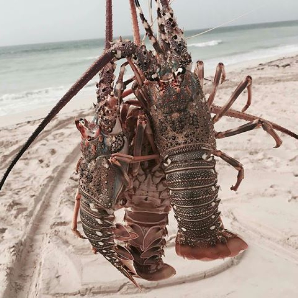 مع بدء موسم صيدها.. 10 فوائد مهمة جدا لـ"الشارخة"