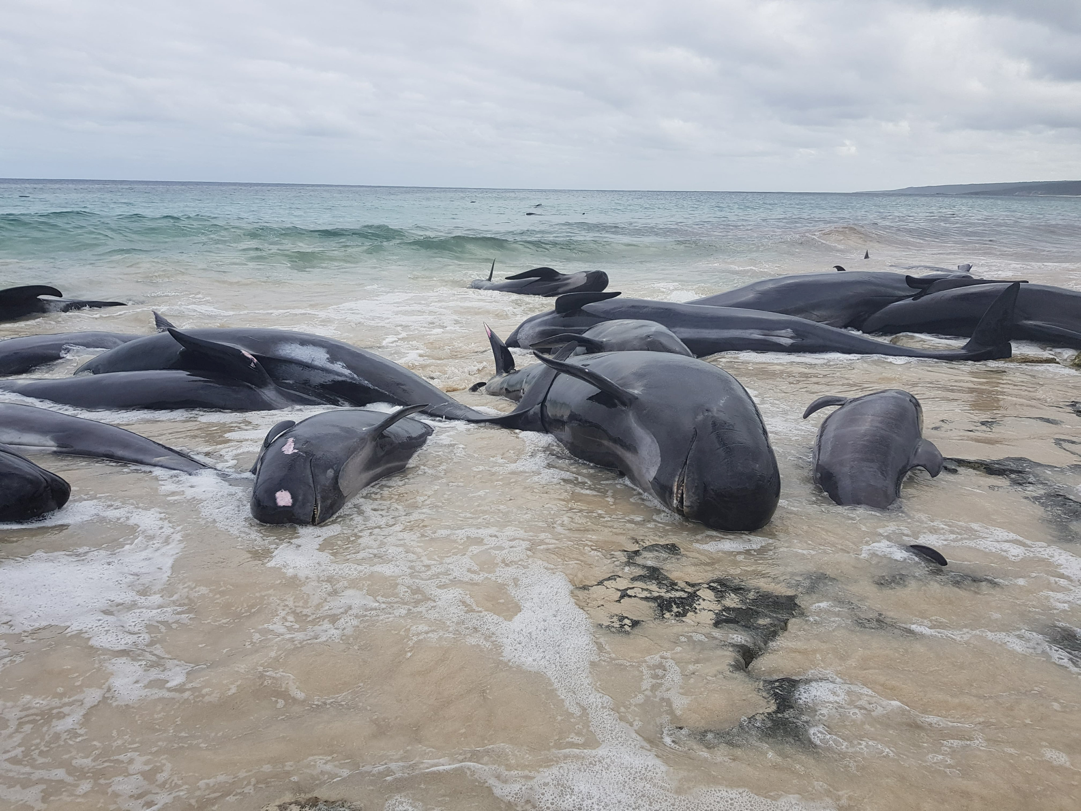 Whales die after mass stranding in Australia