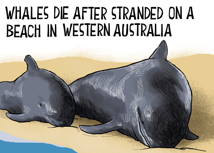 Whales die on Australia beach