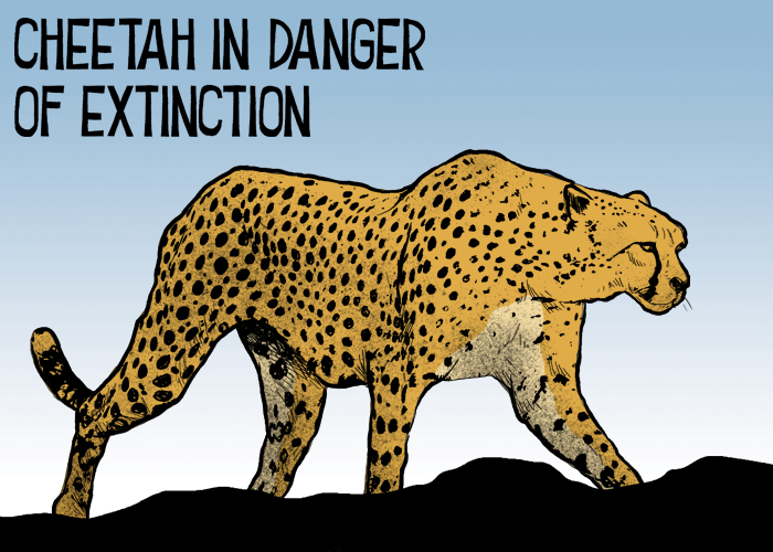 Cheetah in danger of extinction