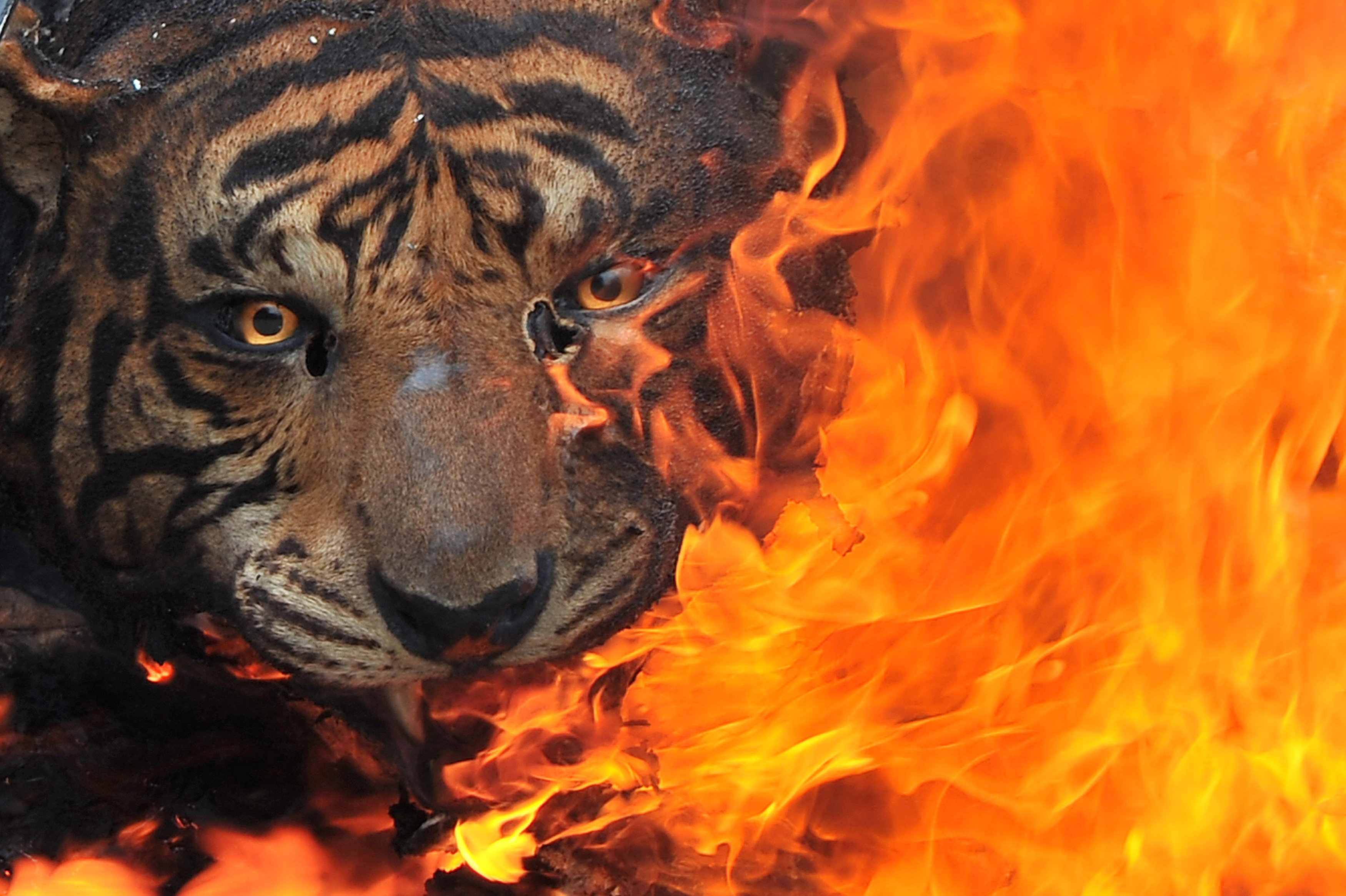 Endangered Sumatran tiger killed in Indonesia - Times of Oman