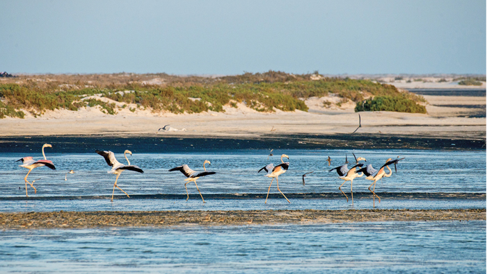 'Over 300,000 migratory birds visited Oman wetlands'