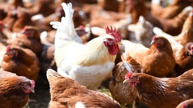 رفع حظر استيراد الطيور الحية ومنتجاتها عن 5 دول