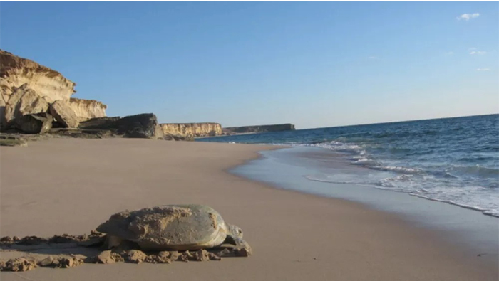 Rising turtle population good for Oman's tourism, environment