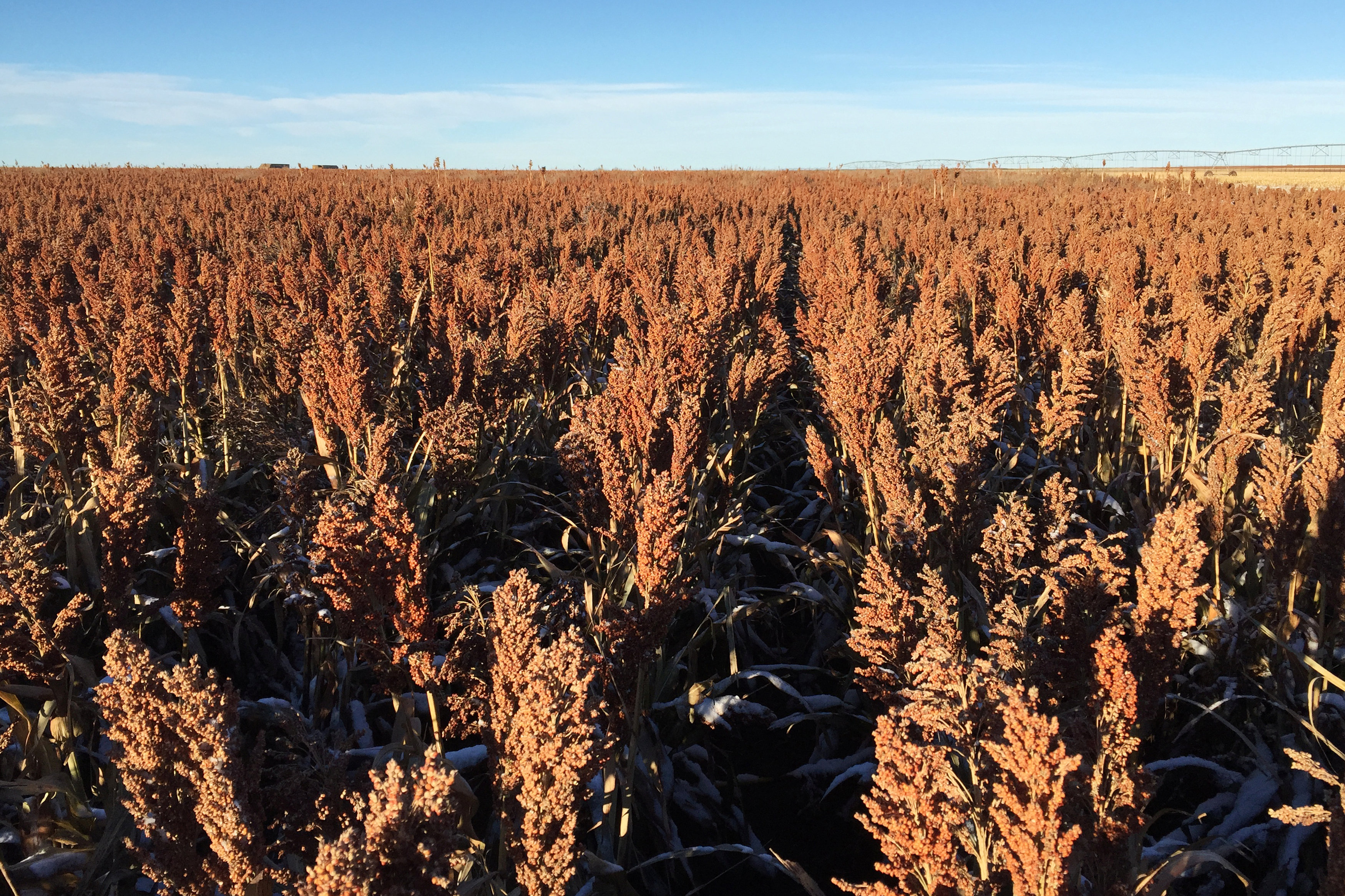 China's sorghum importers plead for help on tariff