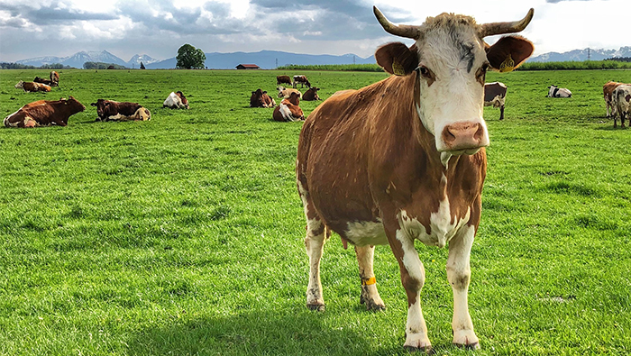 Cows to become largest mammals on Earth?