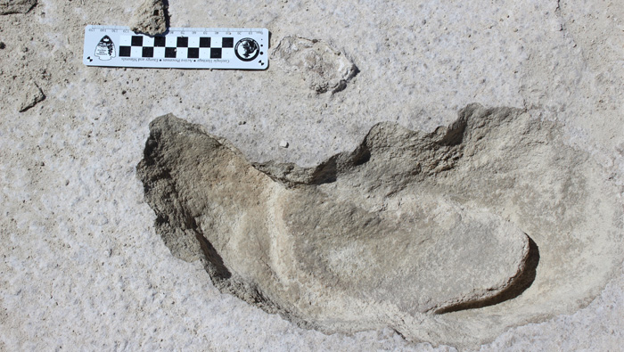 Giant sloth vs ancient man: fossil footprints track prehistoric hunt