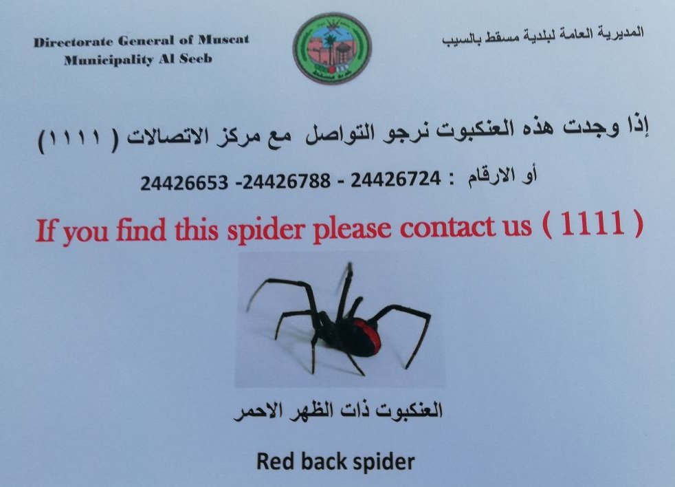 بلدية مسقط توضح حقيقة "إعلان العنكبوت"