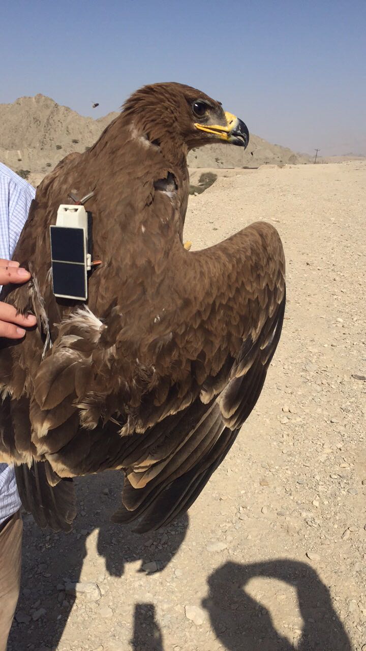 Endangered Steppe Eagles tagged by Oman's ESO traced in Iran, Central Asia