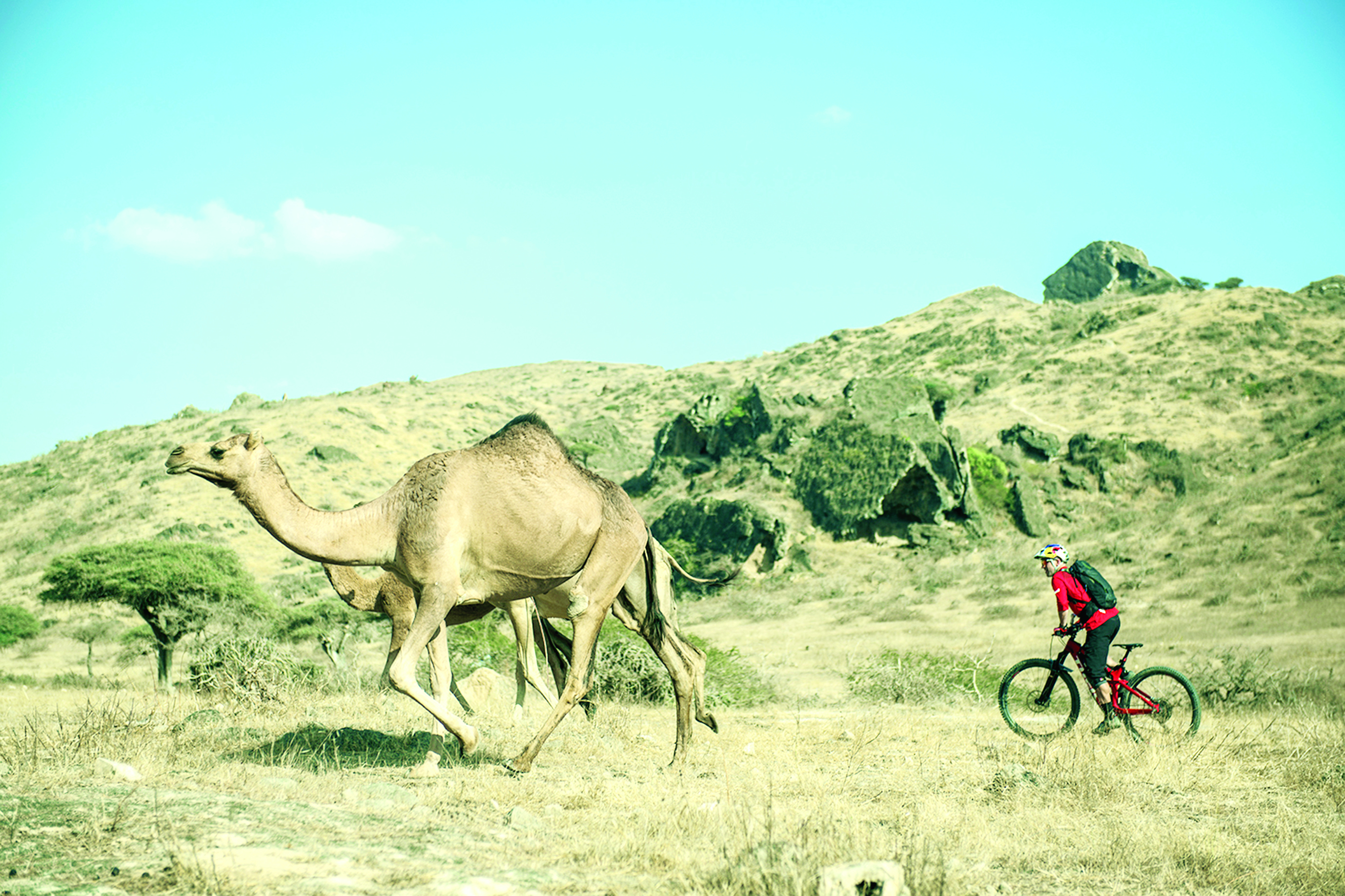فيلدهابر يقتفي خُطى الجِمال في صلالة