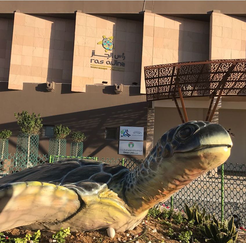 Turtle season in Oman is about to begin. Here's what you need to know