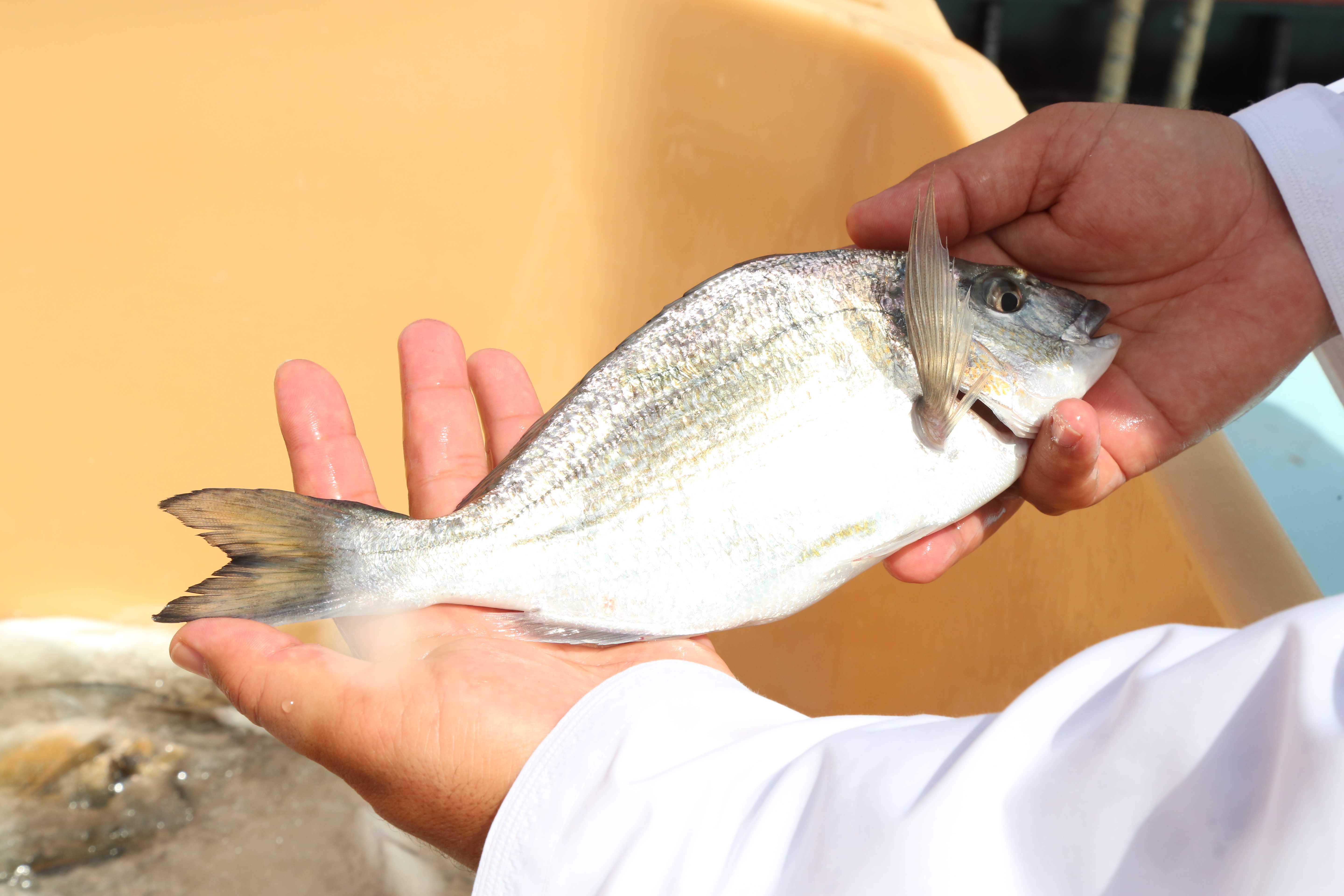 بدء حصاد أسماك الكوفر في مشروع الاستزراع السمكي بقريات