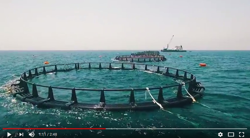 بالفيديو.. كل ما تريد معرفته عن مشروع الاستزراع السمكي في قريات