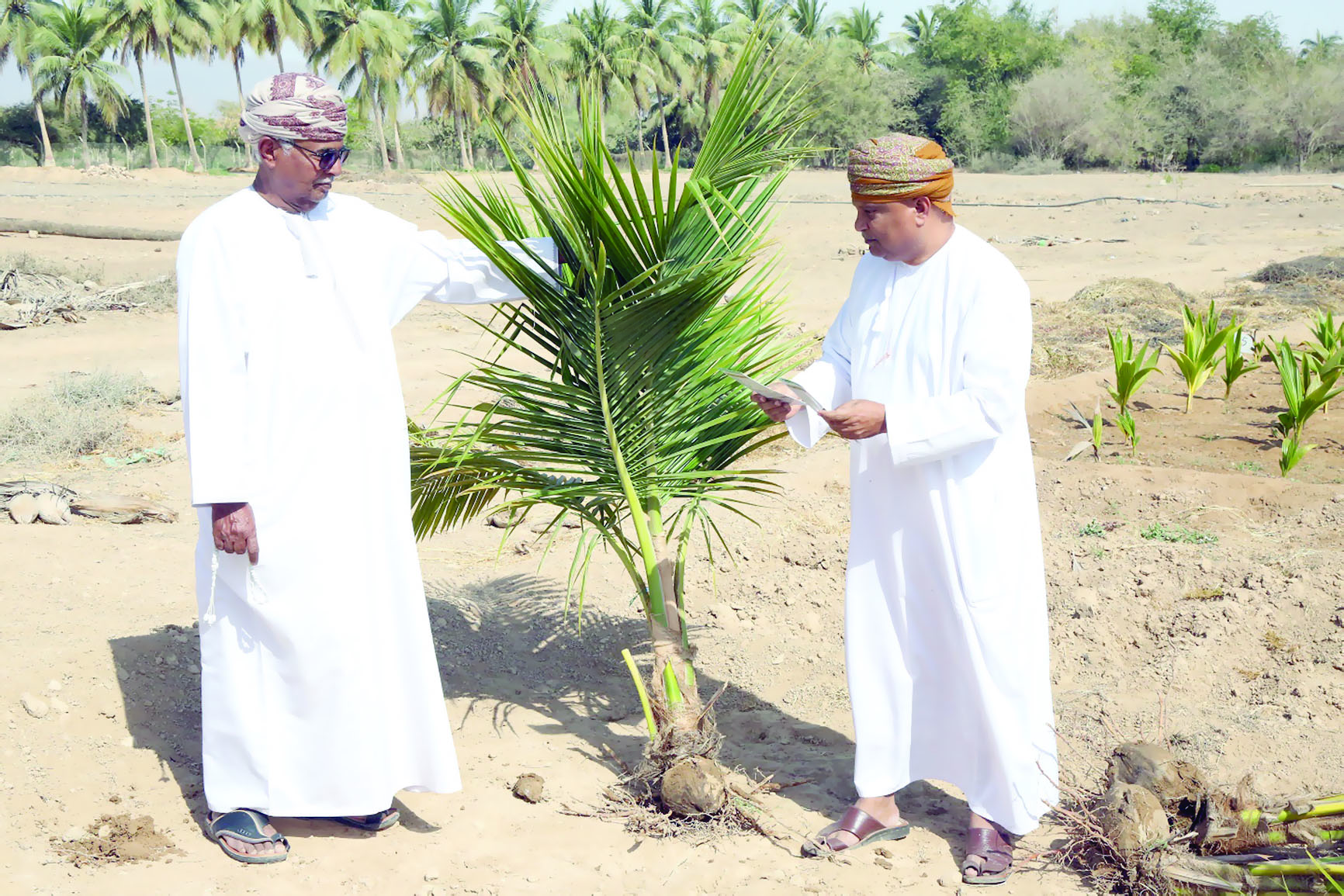 «الزراعة»: توزيع أشتال النارجيل يتواصل