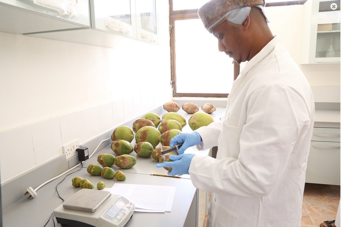 "الزراعة" تواصل تنفيذ مشروع إنتاج وتوزيع 50 ألف شتلة نارجيل