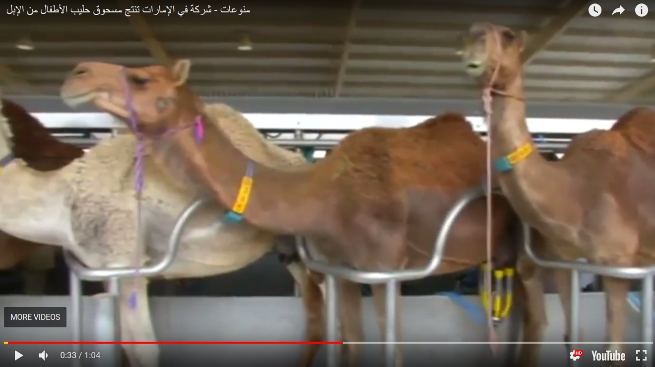 بالفيديو.. شركة في الإمارات تنتج مسحوق حليب الأطفال من الإبل