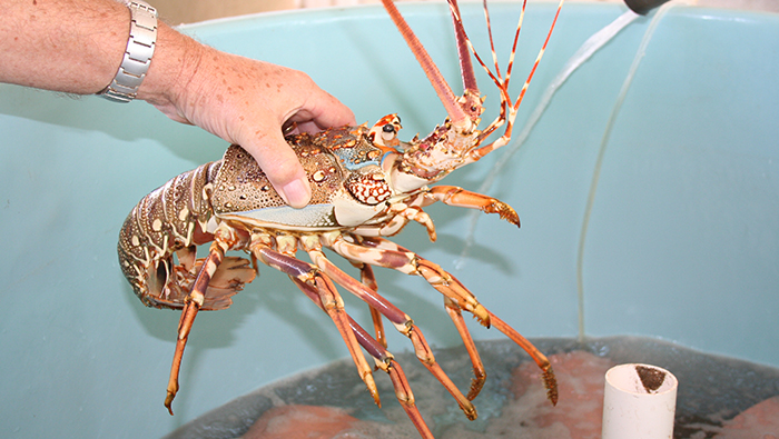 Drastic decline in Oman lobster population prompts DNA profiling project
