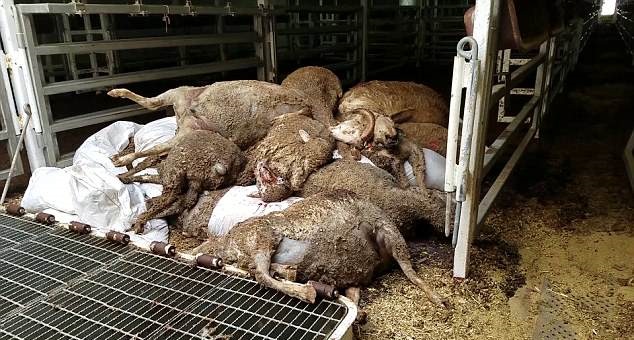 بالصور والفيديو.. لحوم الأغنام الأسترالية تثير القلق