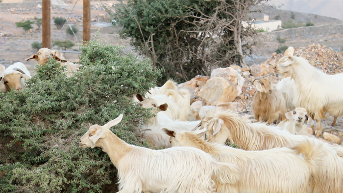 Oman registers Jabal Al Akhdhar goat breed on FAO website