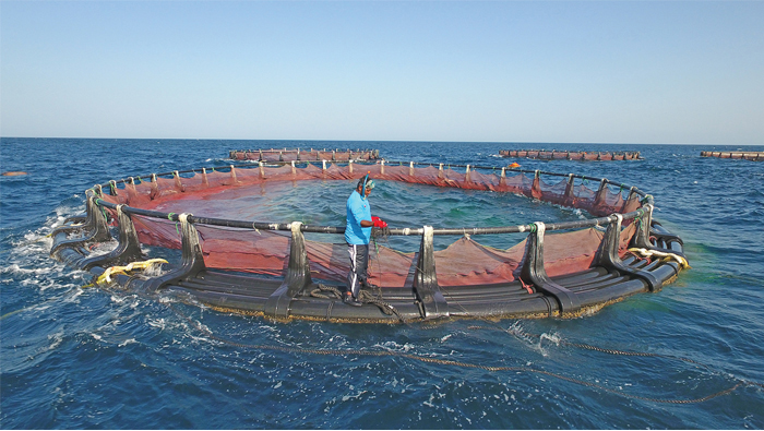 Quriyat floating cages fish project set for first harvest