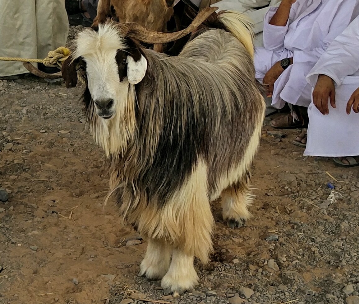 الحمراء.. حركة شرائية نشطة قبيل العيد