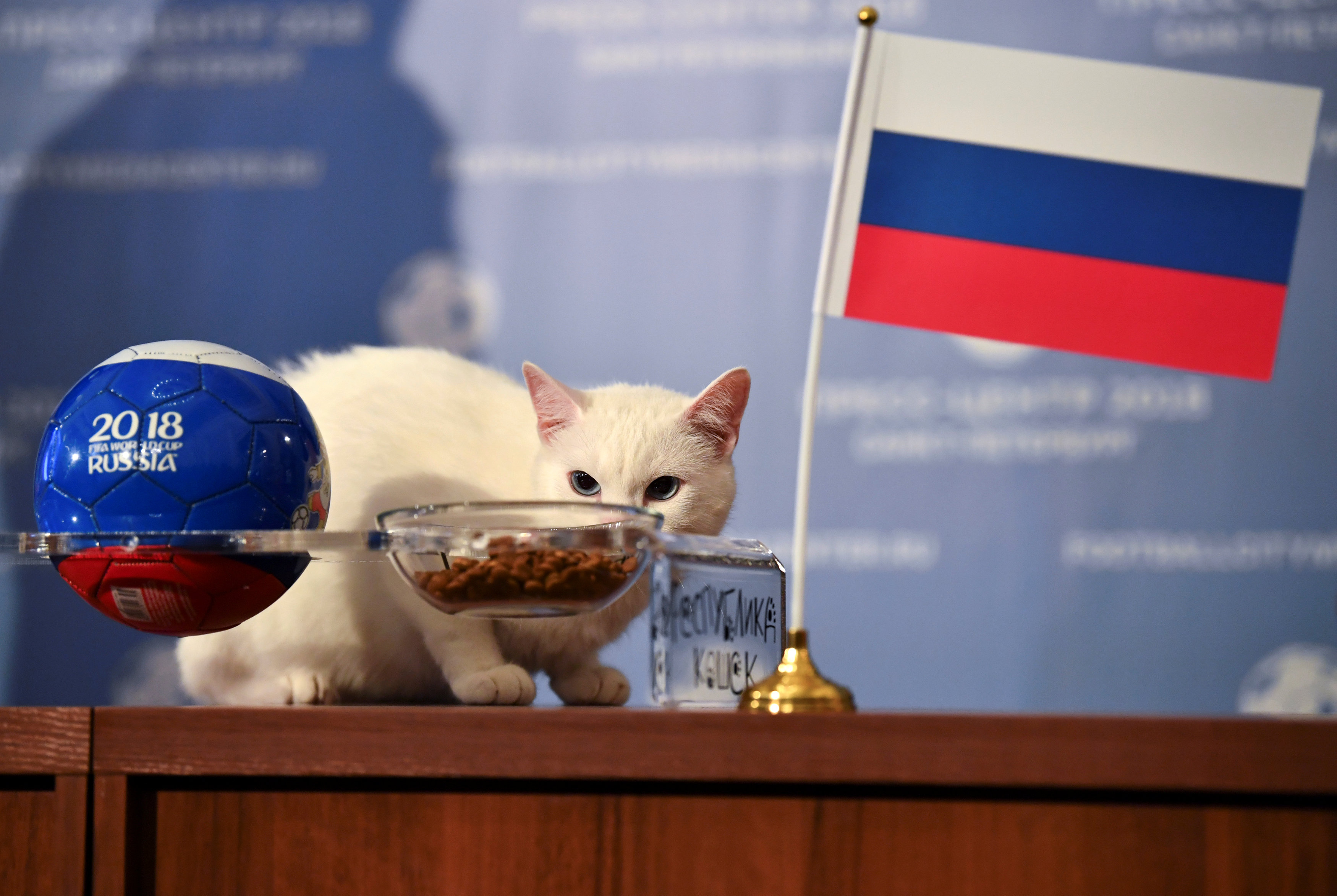 Russia's psychic cat Achilles picks home team for World Cup opener