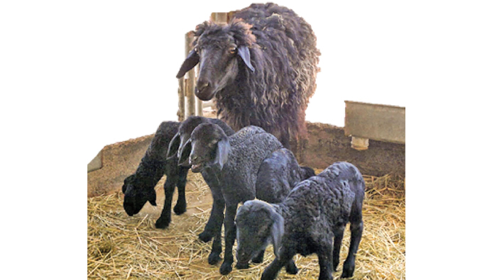 Genetic improvement helps sheep give birth to five lambs in Oman