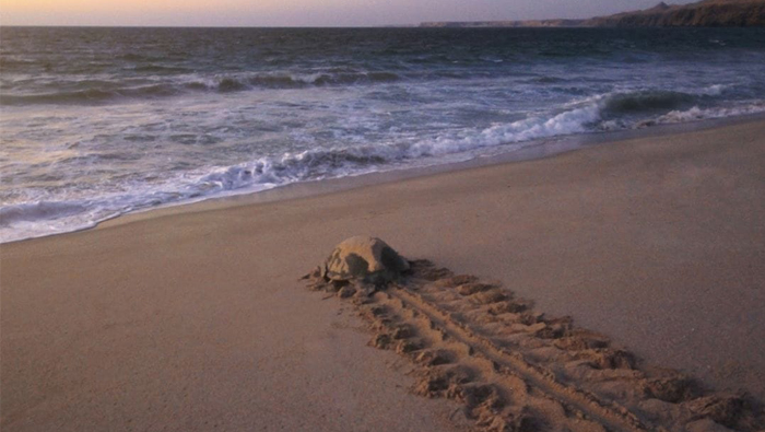 Over 300 chances a night to see turtles laying eggs at Ras Al Jinz