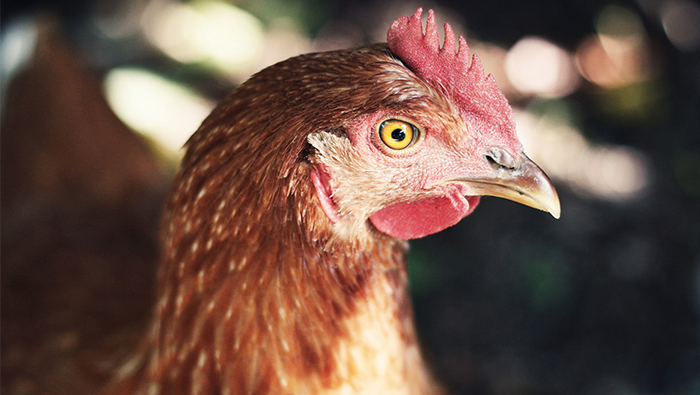 China reports highly pathogenic H5N1 bird flu at chicken farm - OIE