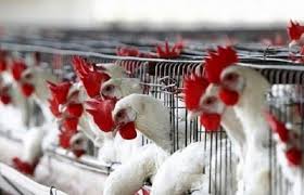 قرار وزاري برفع حظر استيراد الطيور الحية عن 3 دول