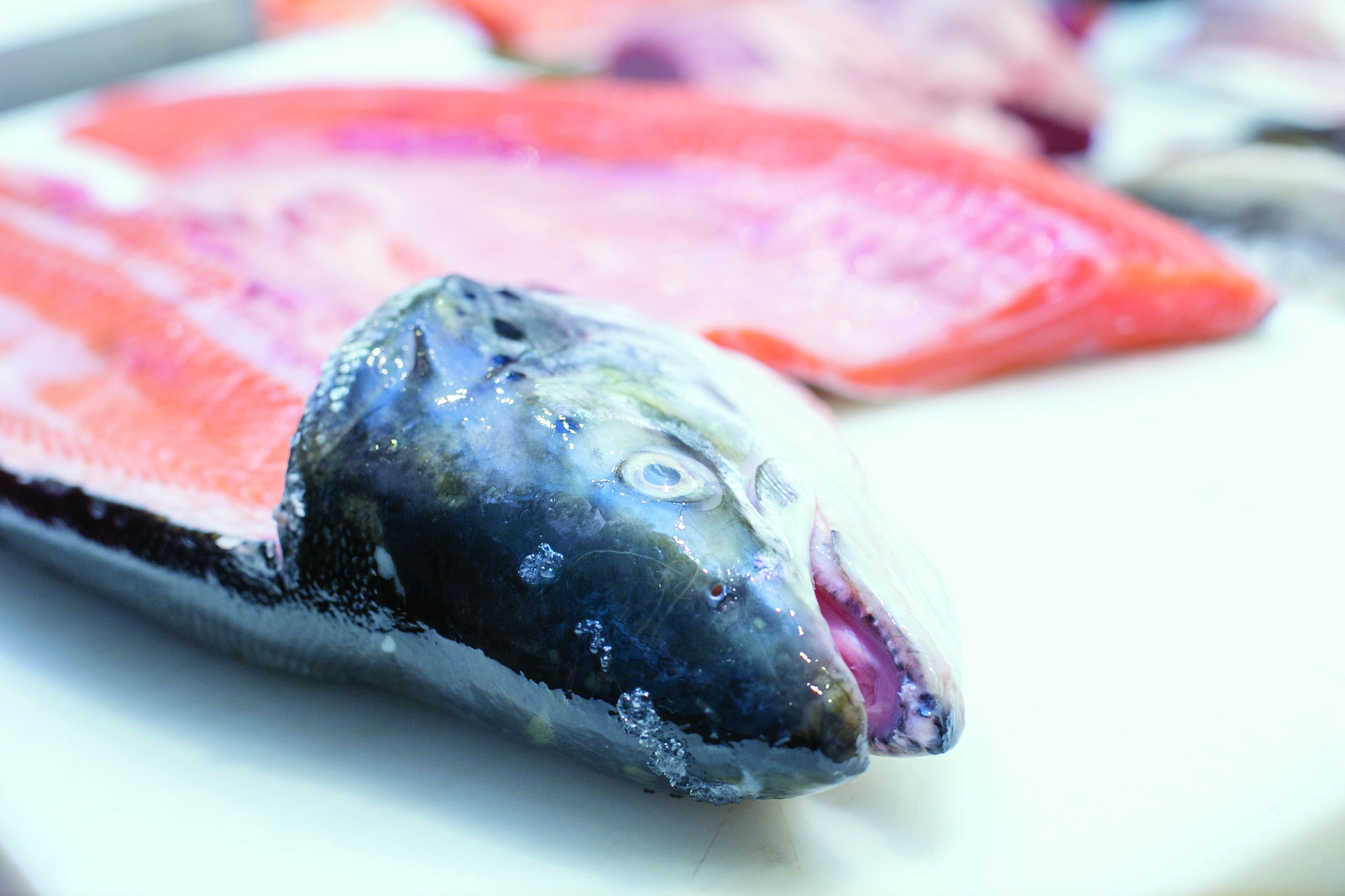 الأسماك الدهنية تساعد على مكافحة سرطان العظام