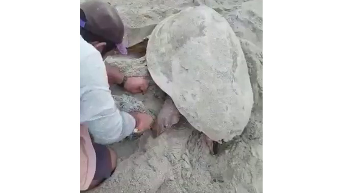 Video: Fishermen in Oman free turtle from net