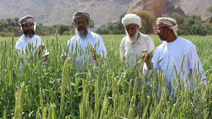 Omani farmers raise wheat productivity by 50 per cent with government help