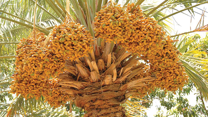 Oman's One Million Date Palms project set to move into next phase