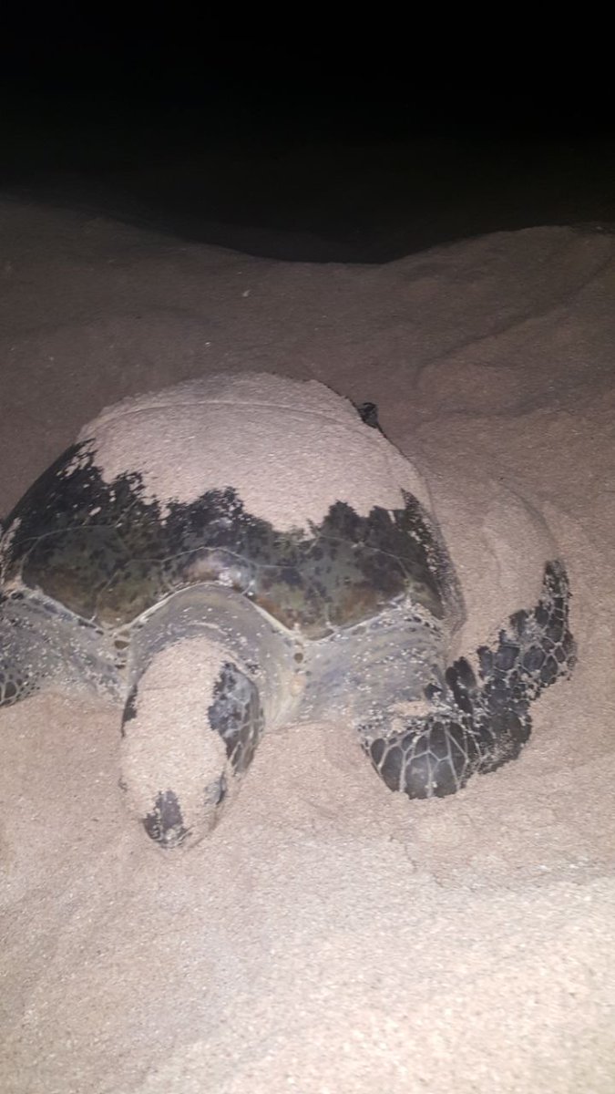 Green turtle makes its way back to Oman's shores after 21 years