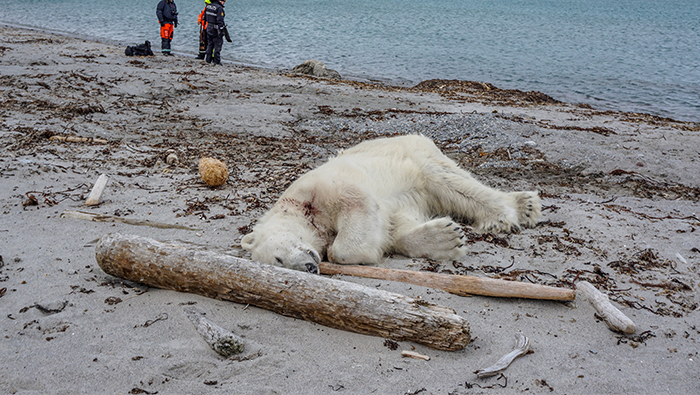 Polar bear shot in 'self-defense' causes global outrage
