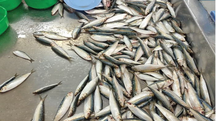 Fish prices increase with rising temperatures in Oman