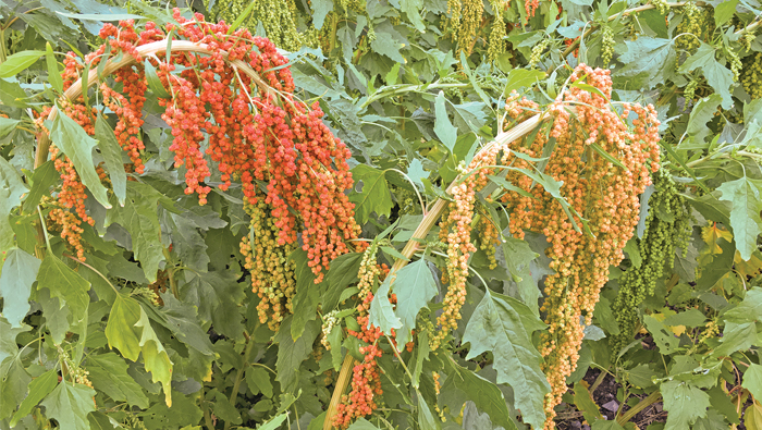 Oman's climate perfect for quinoa farming, says expert