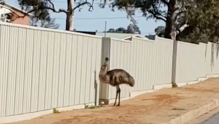 Thirsty emus flock to Australian outback mining town