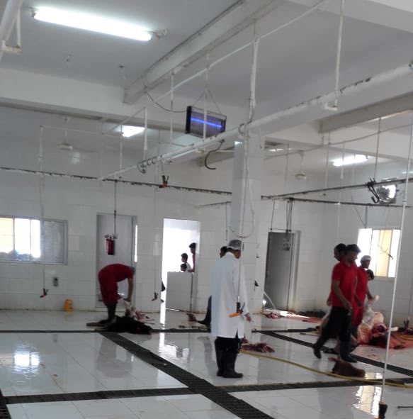 عدد المذبوحات بمسالخ بلديات العوابي ونخل و الرستاق بالفترة الصباحية أول أيام العيد