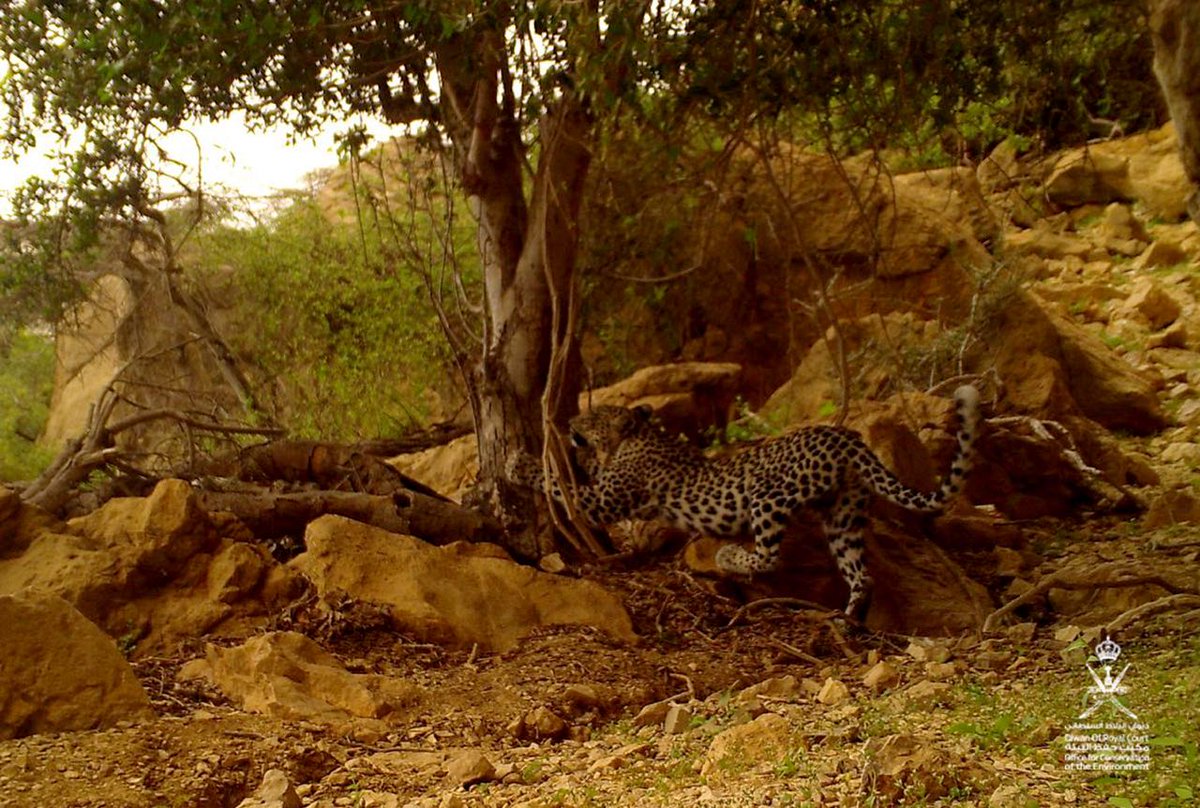 In pictures: Cameras catch rare glimpse of Arabian leopard in Dhofar